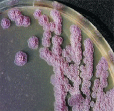 the members of mfrlab